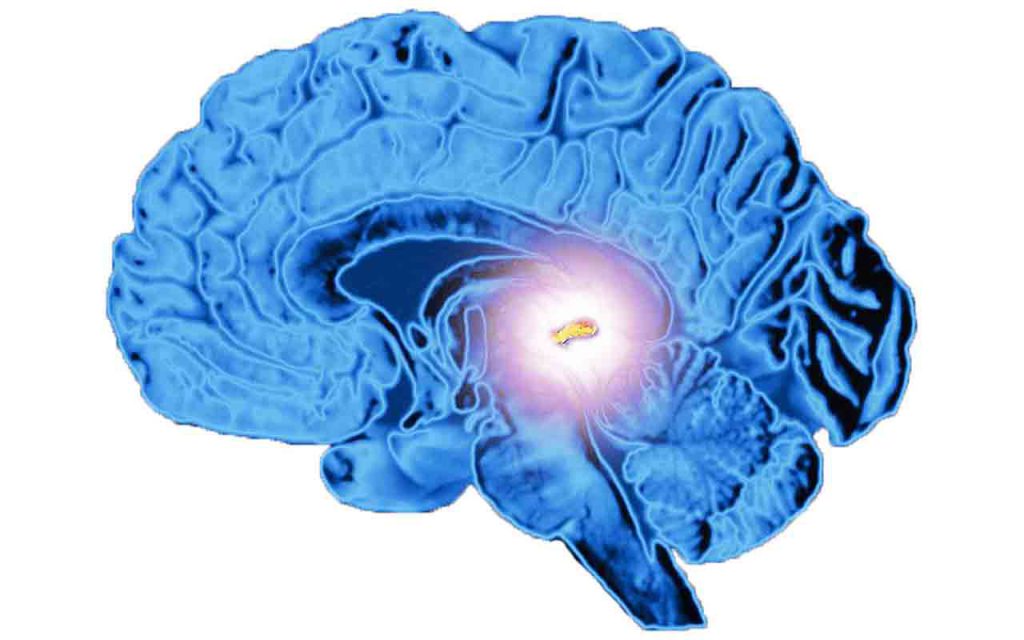 What Is Pineal Gland Science Definition